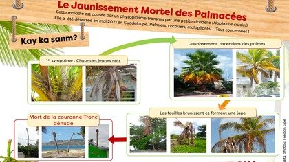 Alerte Environnement : coco en danger, sauvons la filière !