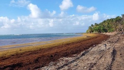 De nouveaux échouements de sargasses sur nos côtes 