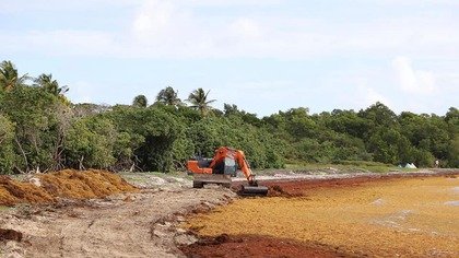 RETOUR DES SARGASSES : LA VILLE DE SAINTE-ANNE SUR LE PIED DE GUERRE