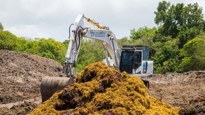 Sargasses : La Ville de Sainte-Anne sollicite à nouveau les services de l'Etat pour la mise en place d'une zone d'épandage supplémentaire 