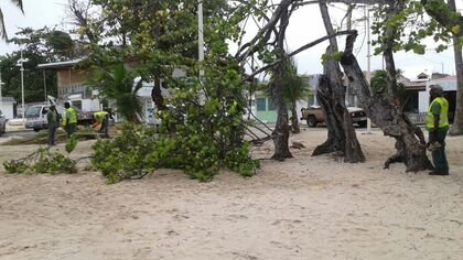 Plage du Bourg : Travaux d'élagage et d'abattage de sécurisation