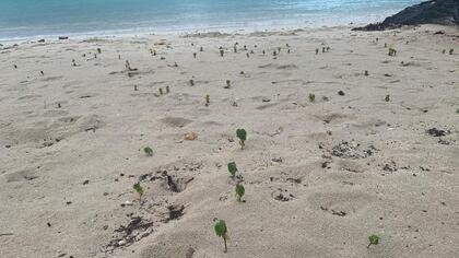 ÉCOSYSTÈME DE LA PLAGE DU BOURG DE SAINTEANNE : RENCONTRE AVEC L'ONF ET LA VILLE 
