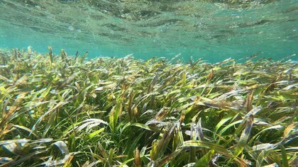 SAUVEGARDE DU LITTORAL ET LUTTE CONTRE L'EROSION 