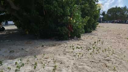 VERS UNE RE-VÉGÉTALISATION DE LA PLAGE DU BOURG