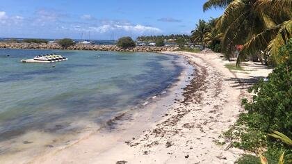 Arrivages de sargasses : mobilisation quotidienne des équipes